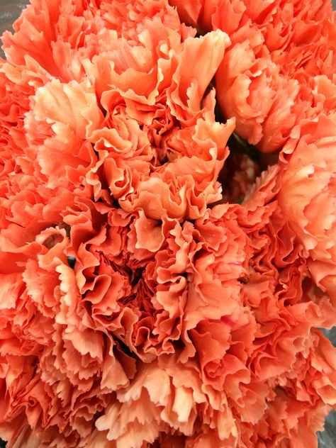 Orange "Hermes" Carnations Orange Carnations, Coral Aesthetic, Piercings Ideas, Hermes Orange, Fall River, Florist Supplies, Colorful Nails, Carnation Flower, Inspirational Design