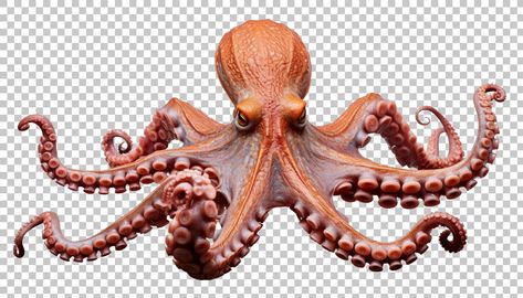 Octopus Man, Octopus Eyes, Octopus Legs, Walrus Tusks, Octopus Tentacles, Cute Octopus, Pastel Palette, Digital Art Girl, Free Png