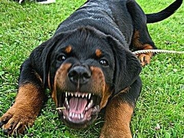 Rottweiler Dog Angry, Angry Rottweiler, Angry Puppy, Rottweiler Dogs, German Rottweiler, Angry Dog, Rottweiler Love, Loyal Dogs, Like A Lion