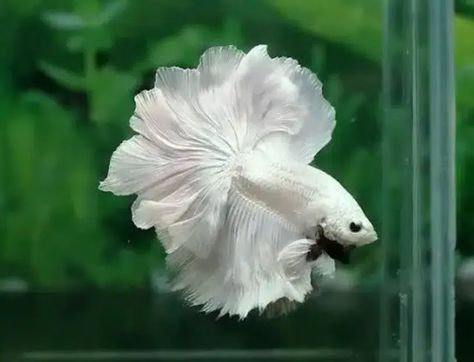 What is Rosetail Betta fish - nicebettathailand.com Betta Tank Mates, Koi Betta, Betta Fish Types, Selective Breeding, Betta Tank, Fish Breeding, Betta Fish Tank, Fish For Sale, Halfmoon Betta