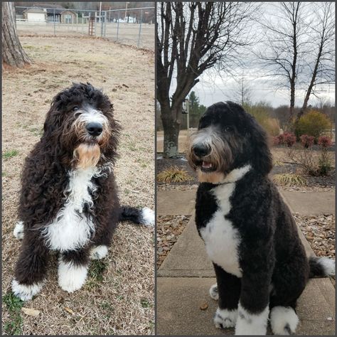 Bernedoodle cuts Bernedoodle Haircut Styles, Bernedoodle Haircut, Bernese Mountain Dog Poodle, Labradoodle Grooming, Bernedoodle Puppies, Styles For Short Hair, Mini Bernedoodle, Puppy Grooming, Bernedoodle Puppy