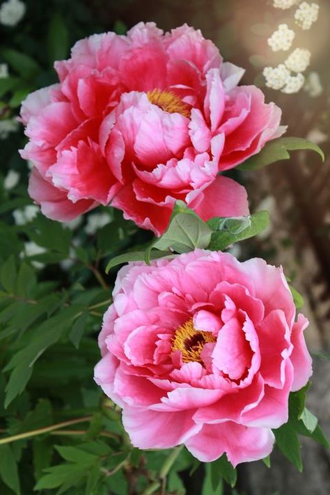 Peony Meaning, Light Pink Flowers, Flower Meanings, Cat Air, Annual Plants, Peony Flower, Flower Images, Flowers Nature, Flower Photos