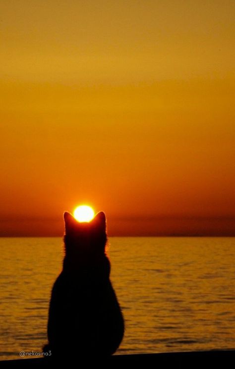 Blurred Background Photography, Sunset Nature, Sunset Pictures, Sunset Photos, Animal Wallpaper, Animals Of The World, Animal Quotes, الرسومات اللطيفة, Scenery Wallpaper