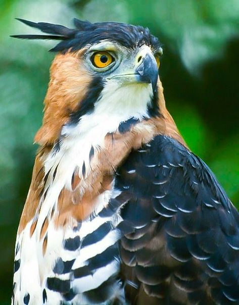 Ornate Hawk Eagle, Hawk Eagle, Wild Animals Pictures, Bird Of Prey, Pretty Animals, Exotic Birds, Pretty Birds, Birds Of Prey, Animal Planet