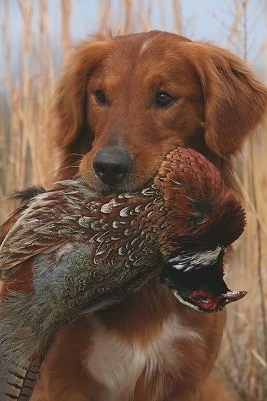 Golden Retriever Hunting, Duck Hunting Dogs, Animals Hunting, Dog Lab, Hunting Photography, Hunting Dogs Breeds, Jonesboro Arkansas, Hunter Dog, Hunting Pictures