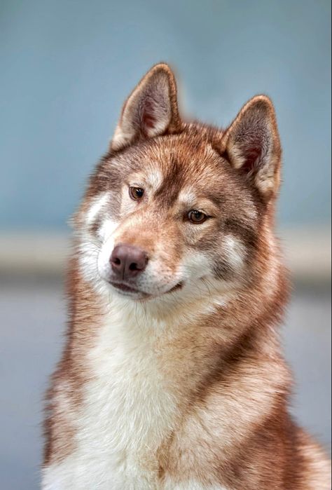 Husky Photography, Brown Siberian Husky, Husky Brown, Agouti Husky, Siberian Dog, Dog Doctor, Beautiful Dog Breeds, Dog Poses, Pretty Dogs