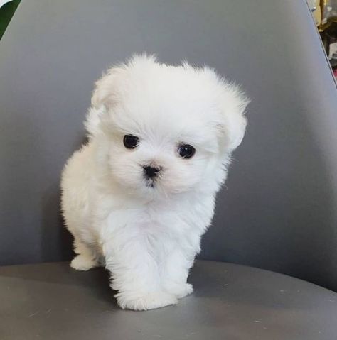 REGALO cachorros de Bichon Maltes Mini Toy Para Adopcion
Email (cilialiaxia@gmail.com) Baby Dogs, Gmail Com, Malta, Cute Animals, Dogs, Animals, Quick Saves