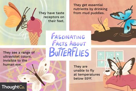 10 Fascinating Facts About Butterflies Monarch Butterfly Facts, Facts About Butterflies, Butterfly Facts For Kids, Ultraviolet Color, Butterfly Facts, Monarch Butterfly Garden, About Butterflies, Butterfly Habitat, Fun Facts For Kids