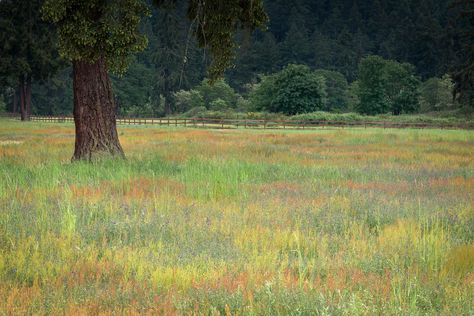 Spring in the Park - Fort Steilacoom Park, Lakewood, Washington ~ photographer Larry Abraham #photography #landscape #painterly Washington Square Park Aesthetic, Liberty State Park, Floyd Lamb Park Photography, St Louis Forest Park, Letchworth State Park, Ansel Adams, Ways Of Seeing, Pretty Pictures, Washington