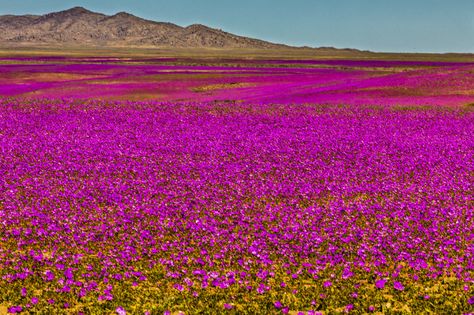 https://flic.kr/p/Y7mPq7 | Desierto Florido 2017 Atacama (Chile) | Desierto florido 2017 en las cercanías de Copiapó sin duda espectacular ver como crecen las flores con dos gotas de agua, increíble Desert Beauty, Fields Of Flowers, Earth Space, Desert Flowers, Flowers Blooming, Earth From Space, Desert Plants, Most Beautiful Beaches, Natural Phenomena