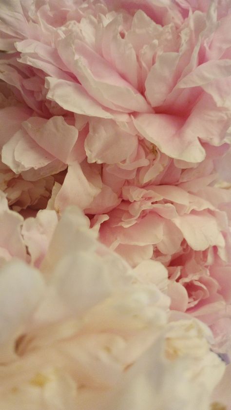 peonies close up Secret Garden, Peonies, Close Up, Texture, Floral, Quick Saves