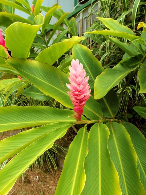 Pink Hawaiian ginger Ginger Plant Flower, Hawaiian Plants, Hawaiian Gardens, Small House Garden, Companion Planting Vegetables, Flowers Stand, Coconut Ginger, Ginger Plant, Ginger Flower