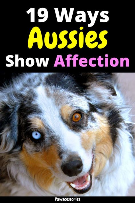 In this post you’ll discover: 19 ways australian shepherds show their affection Whether australian shepherds are affectionate with their whole family How to get an australian shepherd to be more affectionate with you And much, much more Grooming Australian Shepherd, Aussie Shepherd Puppy, Mini Aussie Puppy, Miniature Australian Shepherd Puppies, Miniature Australian Shepherd, Aussie Shepherd, Aussie Puppies, Mini Aussie, Australian Shepherd Puppies