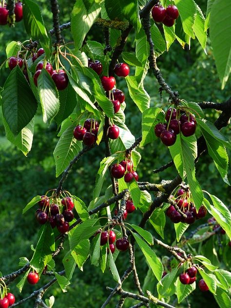 Food Tree, Black Cherry Tree, Flower Bed Borders, Black Cherries, Patio Trees, Tree Cottage, Orange Tulips, Group 4, Cherry Trees