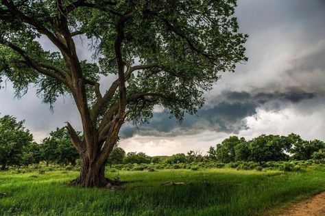 Cottonwood Tree, Storm Pictures, Texas Landscape, Paper Landscape, Texas Panhandle, Country Photography, Texas Wall Art, Western Photo, Wall Art Photography