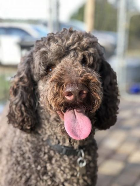 Available Dogs - Carolina Poodle Rescue Giant Poodle, Poodle Rescue, House Training Dogs, Mini Poodles, Poodle Mix, Types Of Dogs, Waiting List, Standard Poodle, Poodle Dog