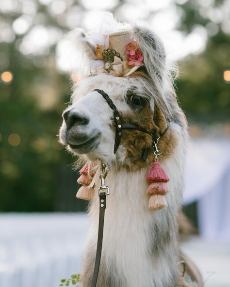 A day full of llamas, parasols, and string lights 😍 Second shot for the wonderful @taylorfeltsphotography • • #georgiaphotographer #georgiaweddingphotographer #intimateweddingphotographer#newenglandweddingphotographer #eastcoastweddingphotographer Llama Wedding, East Coast Wedding, Wedding 2025, String Lights, Llama, Wonder, Weddings, Photographer