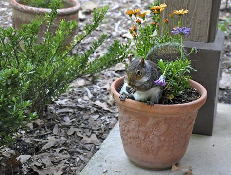 How to Keep Squirrels From Digging Up Flower Pots and Bulbs What Do Squirrels Eat, Squirrel Baffle, Fall Bulbs, Garden Pests, Backyard Birds, Planting Bulbs, Bulb Flowers, Spring Blooms, Squirrels