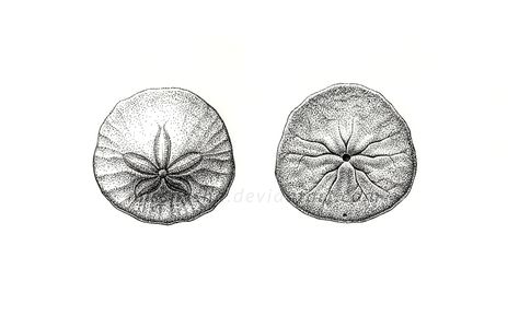 Sand Dollar Tattoo, Stipple Drawing, Dollar Tattoo, Scientific Drawing, Water Tattoo, Science Illustration, Wood Burning Patterns, Scientific Illustration, Tree Tattoo