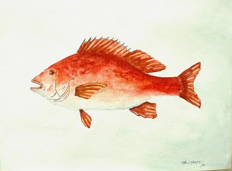 Red Snapper Watercolor, Coral Palette, Coastal Artwork, Ocean Shores, Red Snapper, Watercolor Ocean, Watercolor Red, Orange Coral, Fish Painting