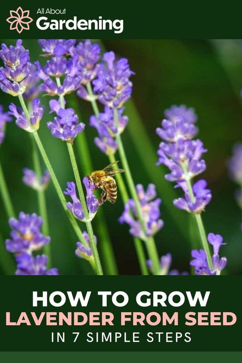 Thinking about growing lavender from seed, but aren't sure where to start? Lavender can be grown several different ways, but growing from seed is one of the most popular. Starting Lavender From Seed, Lavender Seeds How To Grow, How To Grow Lavender From Seed, How To Grow Lavender, Planting Lavender Seeds, Grow Lavender From Seed, Growing Lavender From Seed, Lavender From Seed, Seed Flowers