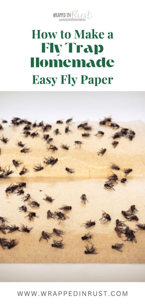 Learn how to make an effective homemade fly trap. Make this indoor fly paper at home. Learn how to get rid of flies outside patio. This comprehensive guide provides step-by-step instructions for crafting your own pest control solution. Fly Traps Homemade Diy Indoor, Home Fly Trap, Natural Fly Trap Indoors, House Fly Trap Homemade, Homemade Fly Traps Indoor, Fly Trap Homemade, Natural Fly Trap, House Fly Traps, Diy Fly Trap Indoor