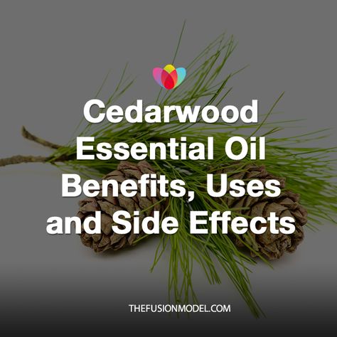 Cedarwood Essential Oil Benefits, Uses and Side Effects Cypress Essential Oil Benefits, Best Essential Oil Combinations, Cedarwood Essential Oil Benefits, Ceder Tree, Cypress Essential Oil, Essential Oil Combinations, Cedar Oil, Cedarwood Oil, Steam Distillation