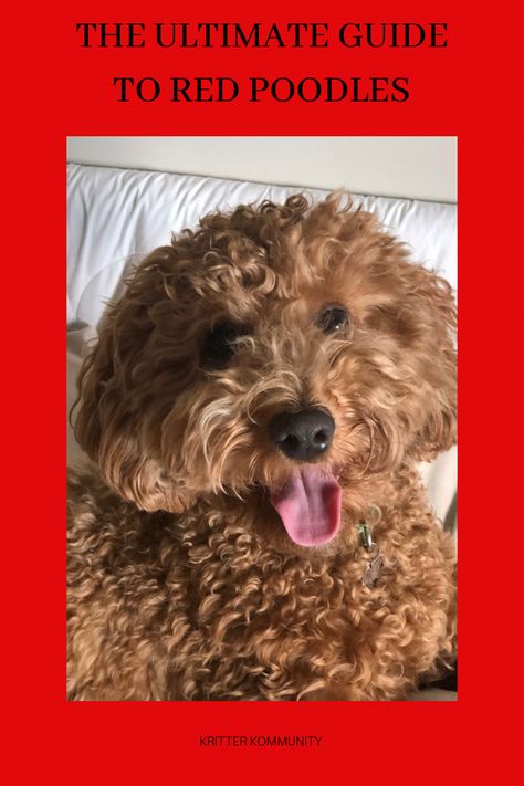 Poodles, Red Poodles, Dogs, Miniature, Toy Poodle, Standard Poodle Miniature Red Poodle, Dog Essentials Products, Dog Care Checklist, Holistic Dog Care, Senior Dogs Care, Poodle Standard, Miniature Poodles, Poodle Dogs, Red Poodles