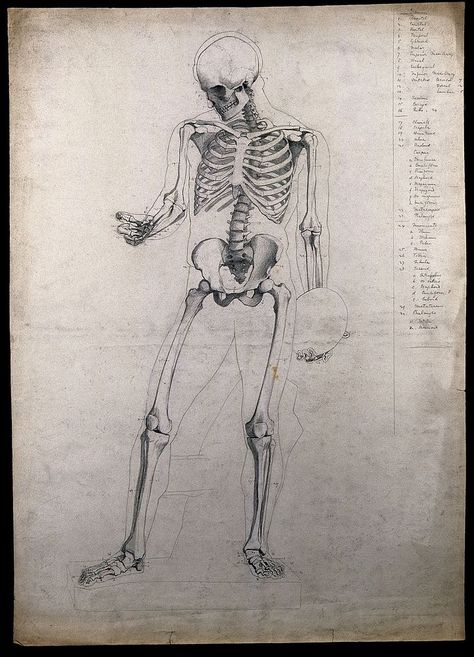 A standing skeleton, holding a discus. Pencil drawing by C.H.M. Kerr, ca. 1882. | free image by rawpixel.com Wellcome Collection, Skeleton Bones, Public Domain Images, Download Free Images, Pencil Drawing, Ancient Art, Creative Studio, Free Image, Public Domain