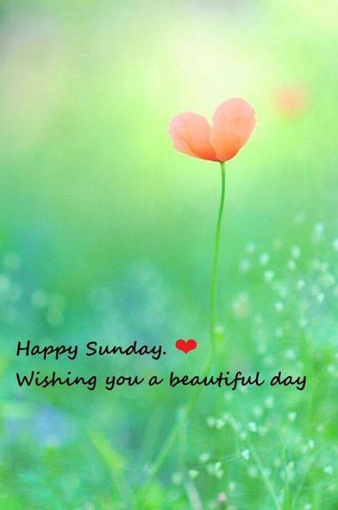 Happy Sunday Pictures, Bon Week End Image, Sunday Messages, Happy Sunday Morning, Sunday Morning Quotes, Sunday Quotes Funny, Sunday Greetings, Good Sunday Morning, Sunday Wishes