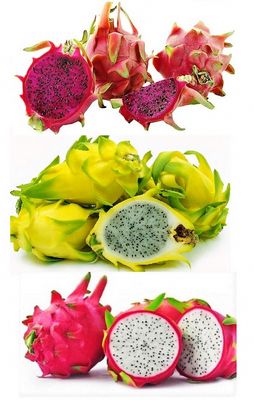 Jardim Exótico - O maior portal de mudas do Brasil. Dragons Tattoos, Como Plantar Pitaya, Dragonfruit Recipes, Dragon Fruit Cactus, Homemade Fruit Leather, Dragon Fruit Plant, Red Dragon Fruit, Drawing Dragon, Dragons Tattoo