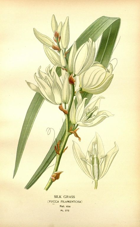 n162_w1150 | Favourite flowers of garden and greenhouse /. L… | Flickr Yucca Filamentosa, Favourite Flowers, Vintage Botanical Prints, Plant Illustration, Vintage Botanical, Antique Prints, Lovely Print, Botanical Illustration, Horticulture