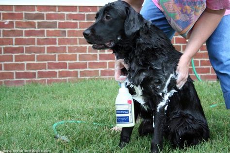 When you have a stinky dog, you need the best dog shampoo for odor - an aromatherapy pet shampoo! (This is my dog Tenor getting a bath outside with my favorite aromatherapy dog shampoo.) photo by Lynnette at TheFunTimesGuide.com Dog Teeth Care, Odor Remedies, Dog Illnesses, Best Dog Shampoo, Dog Skin Care, Stinky Dog, Smelly Dog, Coconut Oil For Dogs, Dog Remedies