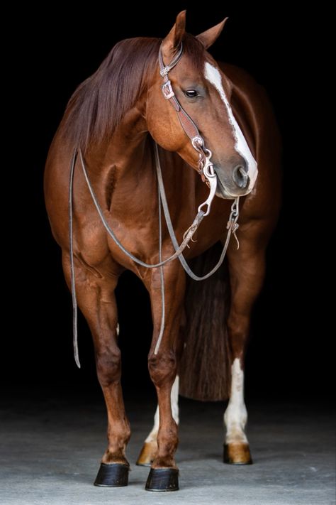 Equine photography horses horse photo black background Horse Studio Photography, Horse Sale Photos, Quarter Horse Photography, Horse Photoshoot Ideas, Black Background Portrait, Horse Photoshoot, Horse Background, Photoshoot Pictures, Background Portrait