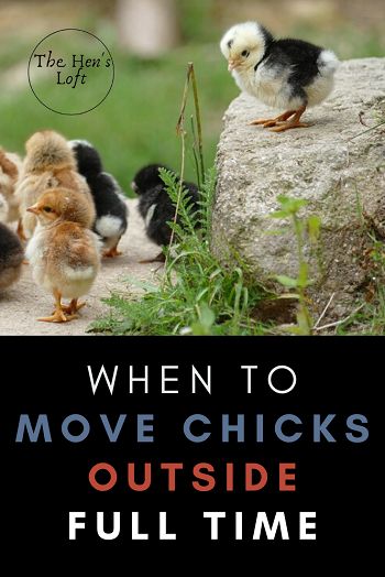 Chicken Coups Cute, Raising Baby Chicks Inside, How To Care For Baby Chicks, Raising Baby Chicks, Baby Chicks Raising, Chicken Raising, Raising Farm Animals, Raising Chicks, Backyard Chicken Coop Plans