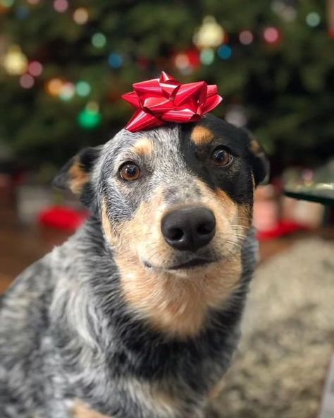 Red Heeler Dog, Aussie Cattle Dog, Herding Dogs Breeds, Heeler Dogs, Austrailian Cattle Dog, Cattle Dogs Rule, Australian Cattle Dog Mix, Dog Blue Heeler, Blue Heeler Dogs