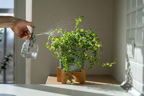 Some houseplants love mist, others not so much. Here's what to know. Ponytail Plant, Arrowhead Plant, Orchid Planters, Zebra Plant, Dragon Tree, Corn Plant, Ficus Lyrata, Hanging Plants Indoor, Plant Delivery