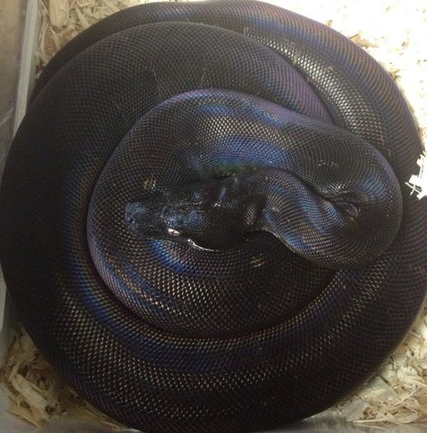 SNAKES  Beautiful melanistic Boa Constrictor! Melanistic Animals, Reticulated Python, Pretty Snakes, Super Snake, Boa Constrictor, White Lips, Snake Lovers, Beautiful Snakes, Pet Snake