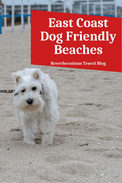 "Do not leave your dog at home next time you want to go for a walk on the beach. Take them along for these four great East Coast dog friendly beaches. #dogfriendly #eastcoast #usa #travel #dogs Pet Friendly Vacation Ideas, Pet Friendly Vacation Destinations, Dog Friendly Travel Destinations, Michigan Dog Friendly Places, Dog Friendly Vacation East Coast, Dog Friendly Vacation, Dog Friendly Beach, Travel Trends, East Coast Road Trip