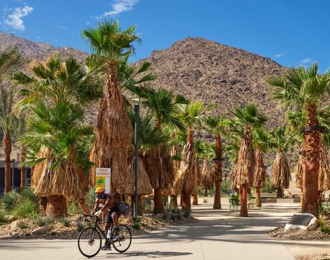 Palm Springs Downtown, Palm Canyon, Palm Springs Art, California Parks, Urban Oasis, Shade Structure, Creature Comforts, Desert Plants, Sense Of Place