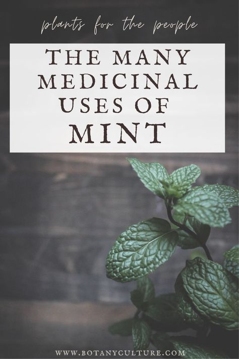 Mint Medicinal Uses, Mint Tincture Uses, Holistic Medicine Natural Treatments, Medicinal Herbs And Their Uses, Henbit Medicinal Uses, Mint Herb Uses, Healing Herbs Medicine, Mint Uses, Medicinal Plants And Their Uses