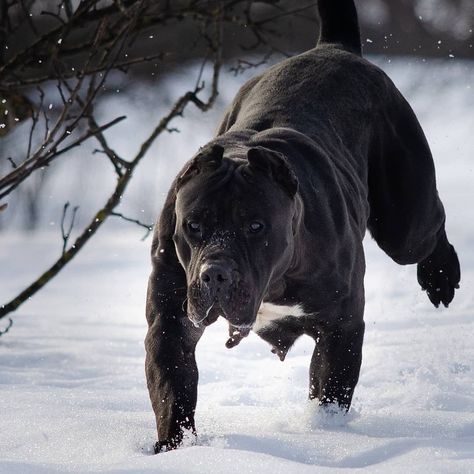 Black Presa Canario, Presa Canario Dog, Presa Canario Black, Dogs Ideas, General Aesthetic, Presa Canario, Scary Dogs, Irish Wolfhound, Great Pyrenees