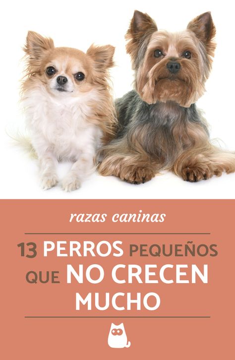 ¡Descubre las razas de perros pequeños que no crecen mucho y pierden poco pelo! #ExpertoAnimal #MundoAnimal #ReinoAnimal #Animales #Naturaleza #Perros #Perritos #RazasCaninas #Mascotas Teacup Yorkies, Puppies Tips, Fox Terriers, Yorkie Puppy, Small Dog Breeds, Shiba Inu, Pet Health, Yorkshire Terrier, Top 20