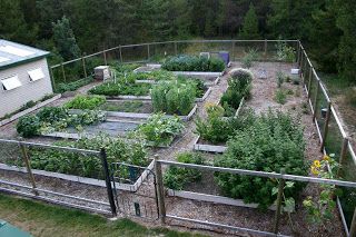 Trellis Cucumbers, Hanging In There, Winter Gardens, Chicken Tractor, Homestead Gardens, Eco Green, Gardening Techniques, Powdery Mildew, Family Garden