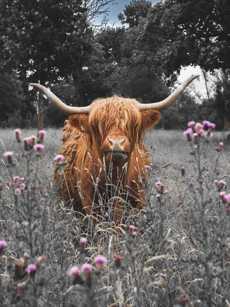 Highland Cattle Aesthetic, Highland Cow Background Wallpapers, Highland Cow Wallpaper Iphone, Highland Cow Aesthetic, Highland Cow Wallpaper, Cows Aesthetic, Highland Cow Picture, Cow Wallpapers, Highland Cow Photography