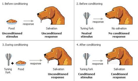 The Effects of Positive and Negative Reinforcement Classical Conditioning, Dog Clicker Training, Operant Conditioning, Behavioral Psychology, Learning A Second Language, Direct Instruction, Conditioning Workouts, Learning Strategies, Study Tools