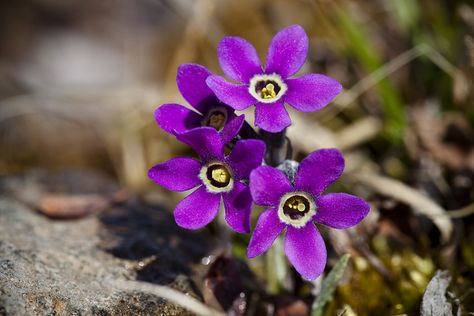 Denali Alaska, Primula Auricula, Missouri Botanical Garden, Denali National Park, Airbrush Art, Plant List, Flowers Nature, Botanical Gardens, Flowers Bouquet