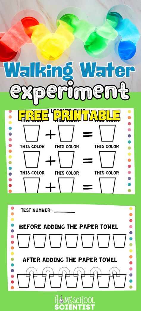 Walking water experiment with worksheets. Use as a color mixing activity for preschool or kindergarten or elementary science experiment to learn about how plants take in nutrients and water. Use the printable with multiple grade levels - two levels of worksheets included. Mystery Water Activity, Color Mixing Experiments For Kids, Water Cycle Activity For Kids, Color Mixing Activities Preschool, Science Activities For Preschool, Walking Water Science Experiment, Walking Water Experiment, Water Cycle Experiment, Free Science Printables