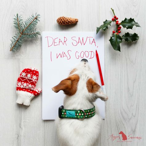 Diy Christmas Pet Photo, Pet Holiday Photos Ideas, Dog Xmas Cards Picture Ideas, Holiday Pet Photo Ideas, Holiday Photo Shoot With Dog, Dog Pictures With Santa, Christmas Dog Photoshoot With Owner, Holiday Cards With Dogs, Christmas Pet Photo Ideas