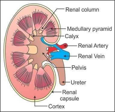 draw a well labelled diagram of the l s of kidney label any six parts - Biology - TopperLearning.com | kzkizr6yy Kidney Structure Drawing, Human Kidney Anatomy, Kidney Diagram Anatomy, Internal Structure Of Kidney, Kidney Structure, Kidneys Anatomy, Medical Essentials, Kidney Anatomy, Bio Notes